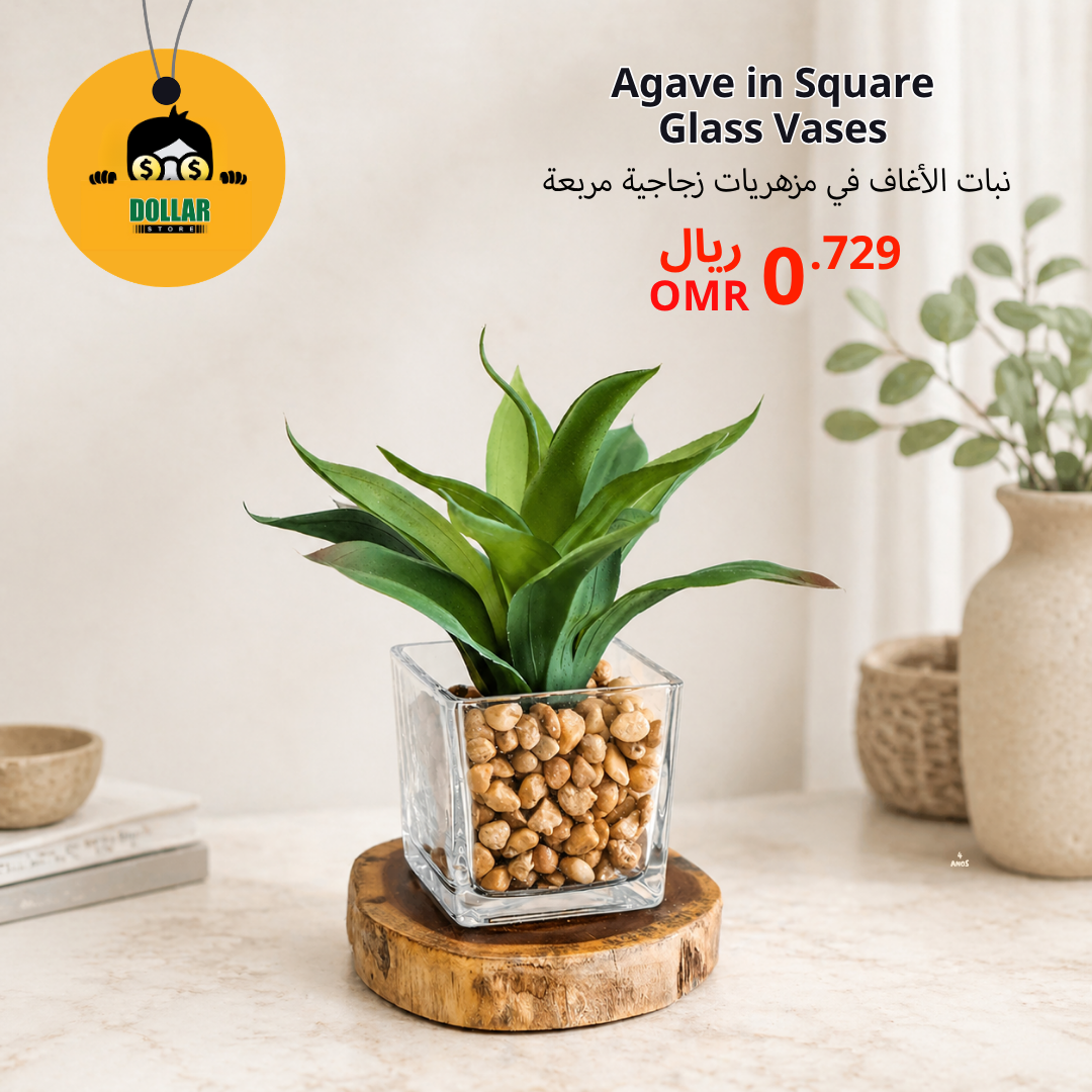Agave in square glass vases